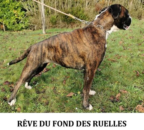 Rêve Du Fond Des Ruelles
