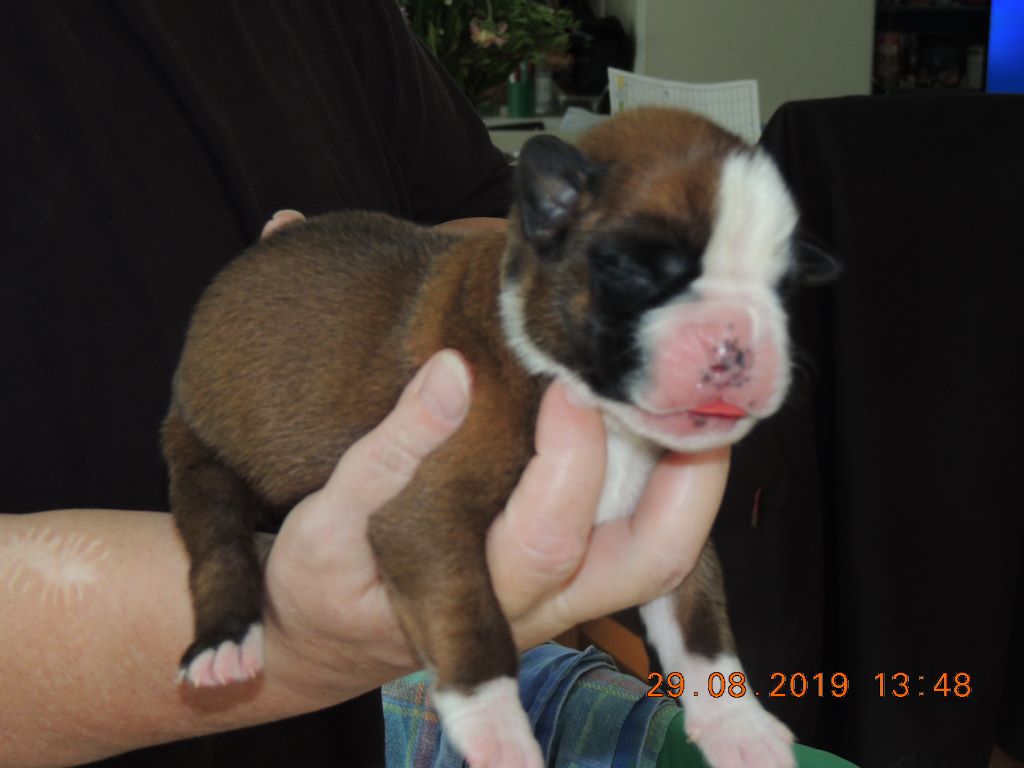 Du Fond Des Ruelles - Boxer - Portée née le 22/08/2019