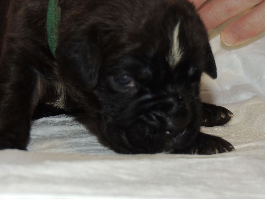 Du Fond Des Ruelles - Boxer - Portée née le 13/03/2017