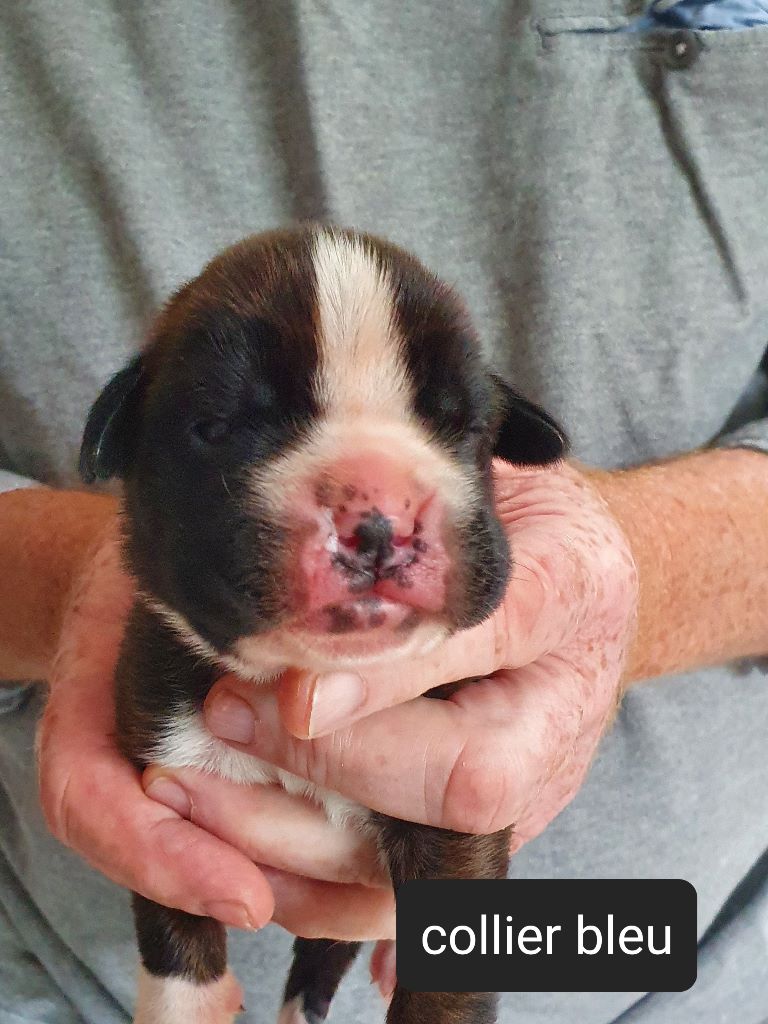 Du Fond Des Ruelles - Boxer - Portée née le 24/05/2022